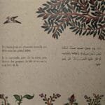 Extrait de la page bilingue arabe français du conte La Colombe au Collier